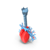 Plastic Trachea And Heart PNG & PSD Images