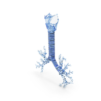 Glass Trachea PNG & PSD Images