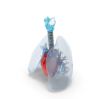 Trachea Heart Lungs Glass PNG & PSD Images