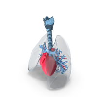 Trachea Heart Lungs Plastic PNG & PSD Images