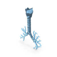 Trachea Plastic PNG & PSD Images