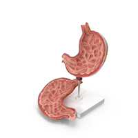 Stomach Medical Model Slice PNG & PSD Images