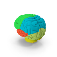 The Human Brain PNG & PSD Images