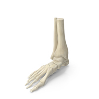 Medical Anatomical Human Skeleton Foot PNG & PSD Images