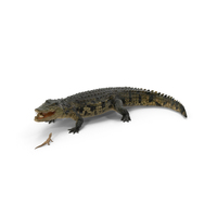 Mother Crocodile Carrying Baby PNG & PSD Images