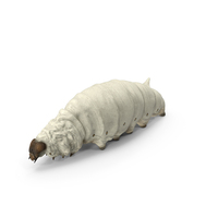 Silkworm White PNG & PSD Images