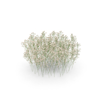 Gypsophila Flowers PNG & PSD Images