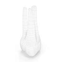 Human Teeth Upper Second Molar Wireframe PNG & PSD Images