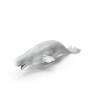 Beluga Whale Adult PNG & PSD Images