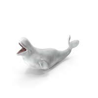 Beluga Whale Adult Playful Pose PNG & PSD Images