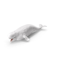 Beluga Whale Young PNG & PSD Images