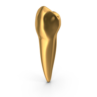 Golden Human Teeth Lower First Premolar PNG & PSD Images
