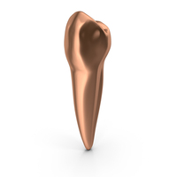 Copper Human Teeth Lower First Premolar PNG & PSD Images