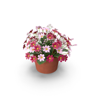 Flowers Camomile Bouquet PNG & PSD Images