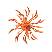 Red Microorganism PNG & PSD Images