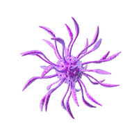 Microorganism Purple PNG & PSD Images