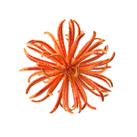 Red Microorganism PNG & PSD Images