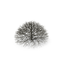 Bark Shrub PNG & PSD Images