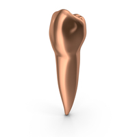 Copper Human Teeth Lower Second Premolar PNG & PSD Images