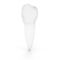 Human Teeth Lower Second Premolar Wireframe PNG & PSD Images
