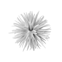 Microorganism White PNG & PSD Images