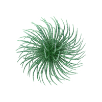 Microorganism Green PNG & PSD Images