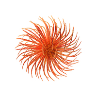 Red Microorganism PNG & PSD Images