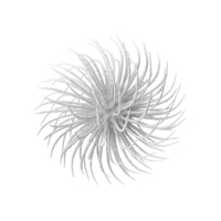 Microorganism White PNG & PSD Images