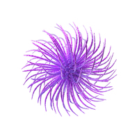Microorganism Purple PNG & PSD Images