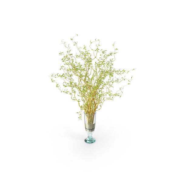 Curly Willow Branches with Leafs in Glass Vase PNG & PSD Images