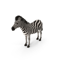 Zebra PNG & PSD Images