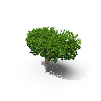 Green Tea Tree PNG & PSD Images