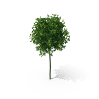Holly Plant Green PNG & PSD Images