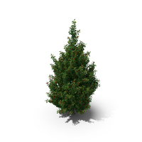 Holly Tree with Berries PNG & PSD Images