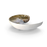 Nautilus Shell Slice PNG & PSD Images