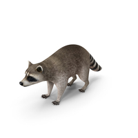 Raccoon PNG & PSD Images