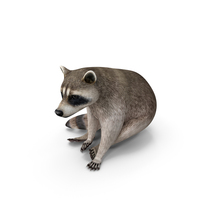 Raccoon Sitting Pose PNG & PSD Images