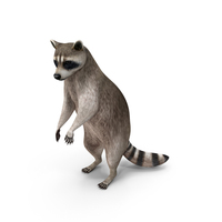 Raccoon Standing Pose PNG & PSD Images