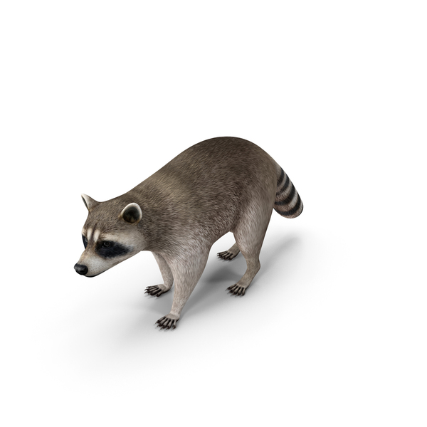 Raccoon Walking Pose PNG & PSD Images