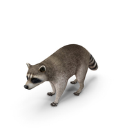 Raccoon Walking Pose PNG & PSD Images