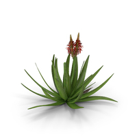 Aloe Vera Plant PNG & PSD Images
