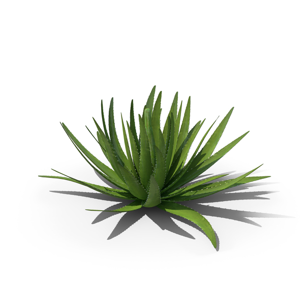Aloe Vera Plant PNG & PSD Images