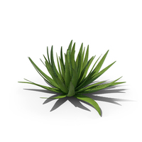 Aloe Vera Plant PNG & PSD Images