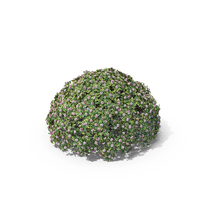 Daphne Odora with Pink Flowers PNG & PSD Images