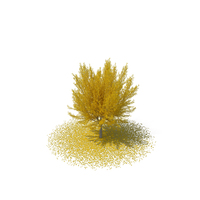 Ginkgo Tree Leaf Fall PNG & PSD Images