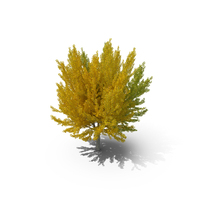 Ginkgo Tree Multicolored PNG & PSD Images