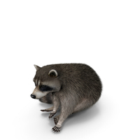 Raccoon Sitting With Fur PNG & PSD Images