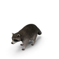 Raccoon Walking With Fur PNG & PSD Images