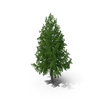 Green Tall Larch Tree With Cones PNG & PSD Images