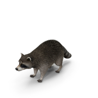 Raccoon With Fur PNG & PSD Images